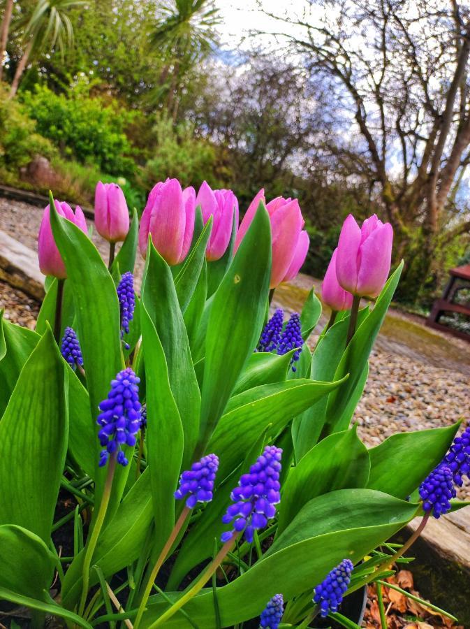 Ballinsheen House&Gardens Lisdoonvarna Buitenkant foto